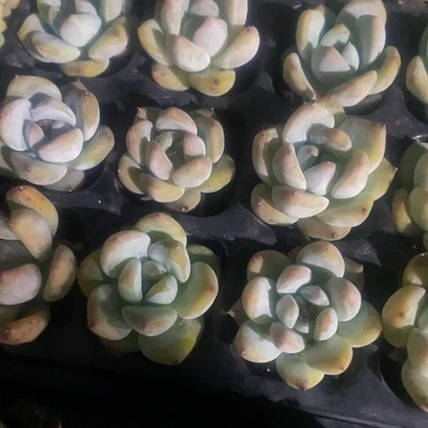 5颗一组小韩橙带土