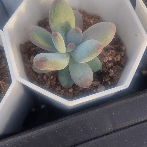 苹果美人2.8带盆土
