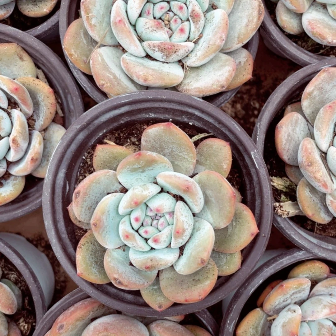 【闪购商品】90盆单头星影橙