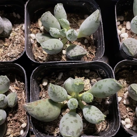 海豹3.8带盆土发