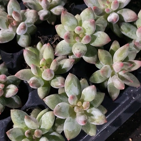 2颗一组今天来的所罗门