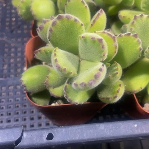 绿熊2.8带盆土发