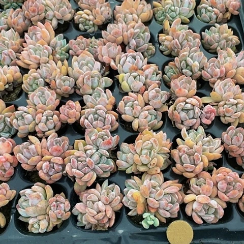 群3颗一组三头小粉橙带土