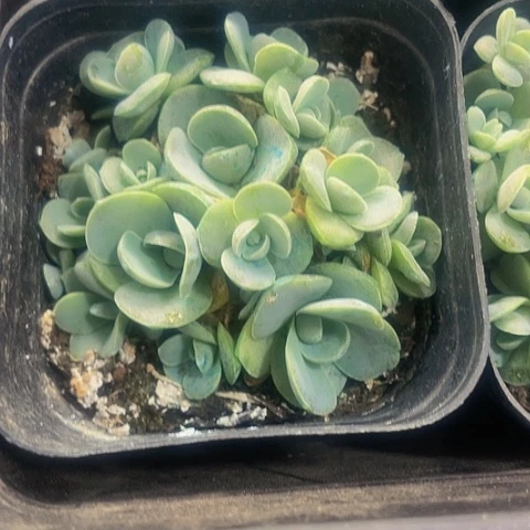 子持莲华2.8带盆土