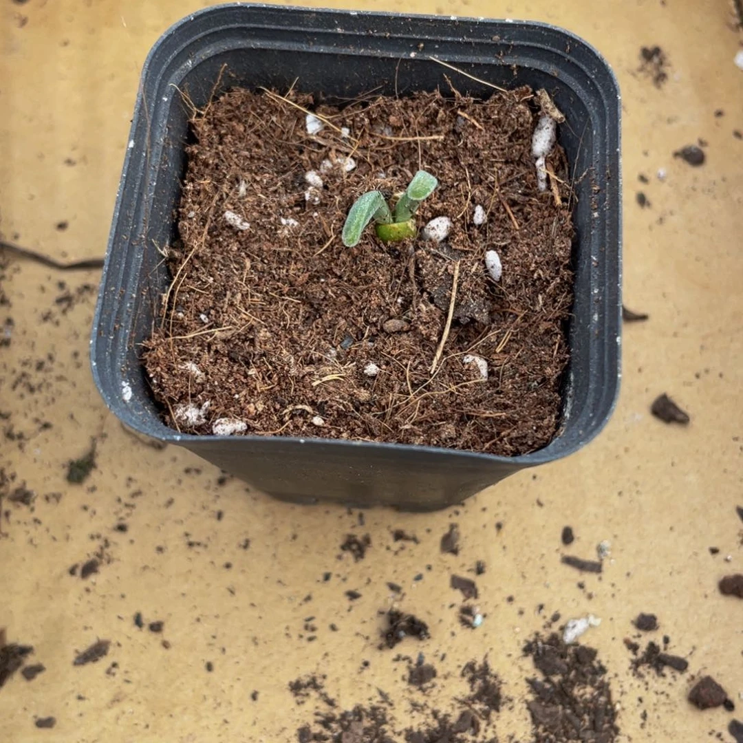 单头小兔子枝干带盆