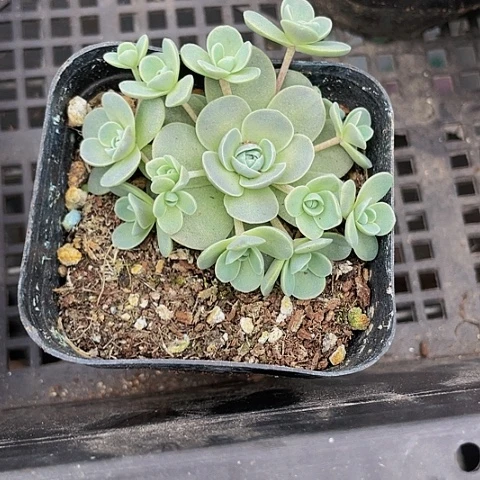 子持莲华2.8带盆土