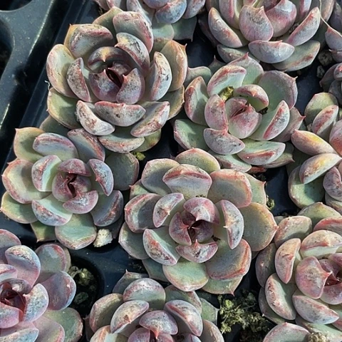 蓝莓2.5带土发货