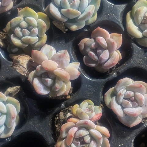 2颗一组小紫皮星影