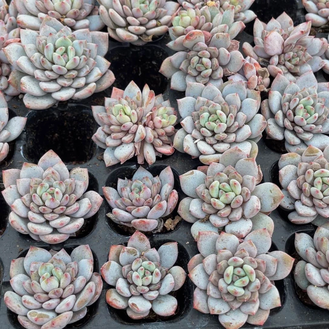 2颗一组玉芙蓉带土发