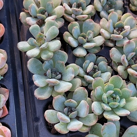 小红恋2.99带土发