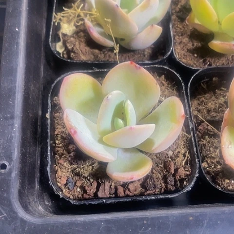 大奶茶6.5方带盆土