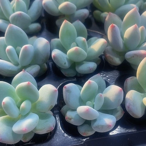 2颗一组彩虹奶带土