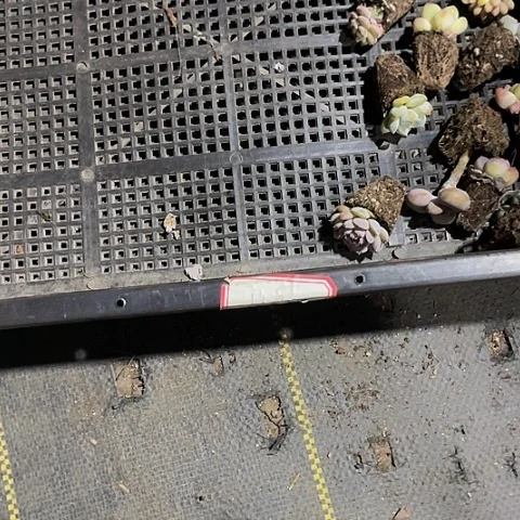 ?****11号筐一组破烂带土发