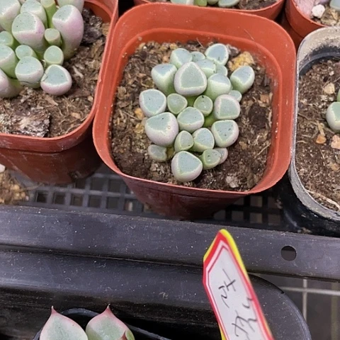 五十铃玉2.8带盆土