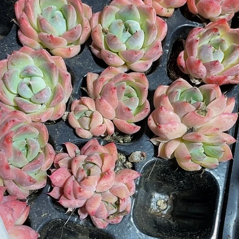 如梦令1.5带4方盆