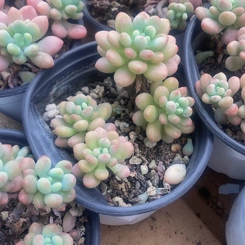 90盆大洛可可群带盆土