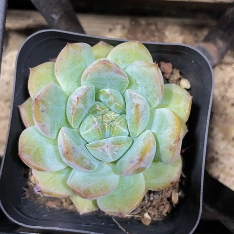 单头梦影1.8带盆土