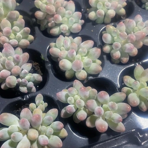 3颗一组小手指带土