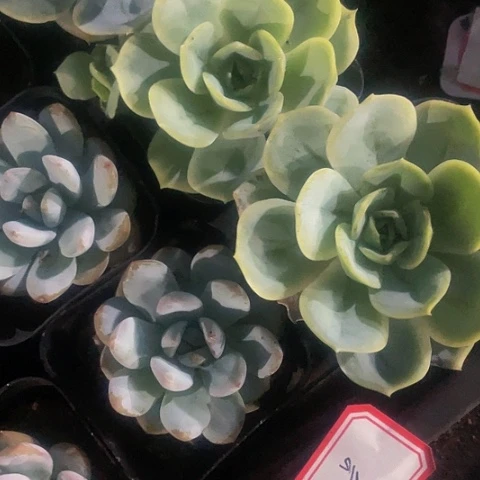 12号筐一筐破烂没售后