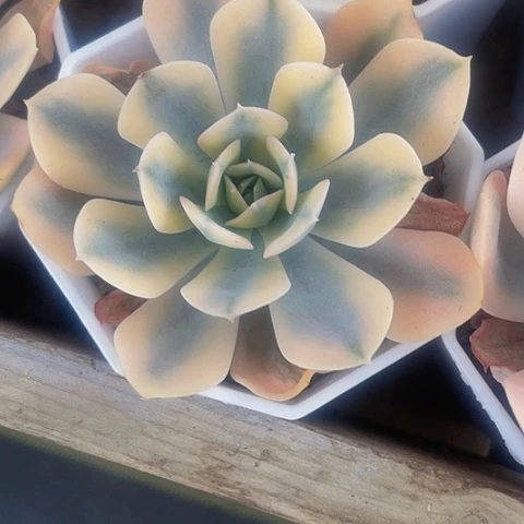 鲁士锦4.8带盆土发