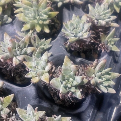 2颗一组小白菊群
