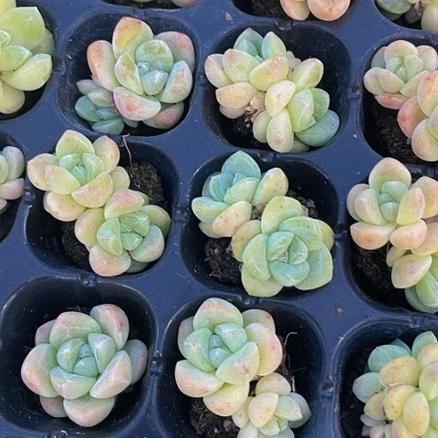 3颗一组小黄白体冰玉