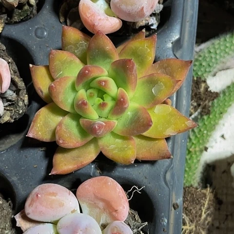 2颗一组大壮壮带盆