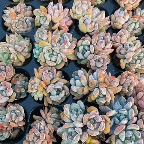 5颗一组小粉橙带土