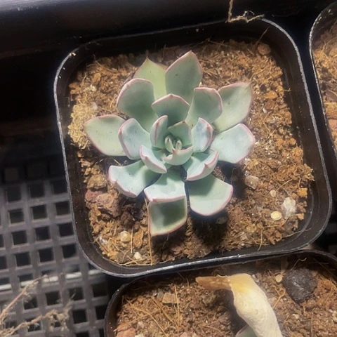 简斯诺娃2.8带盆土
