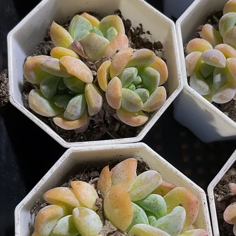 K18群八角盆带盆土