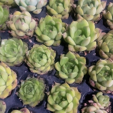 5颗一组小绿麦杆