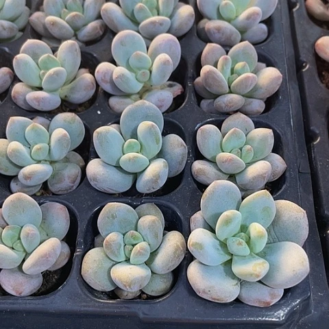 2颗一组小奶豆带土