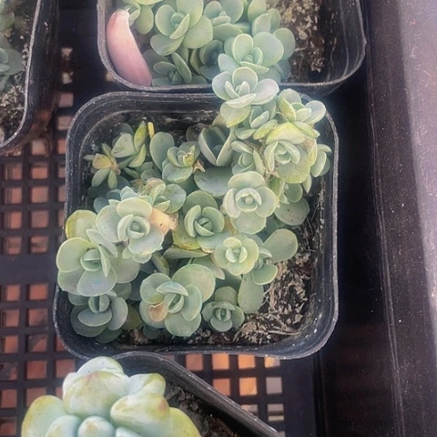 子持莲华2.8带盆土