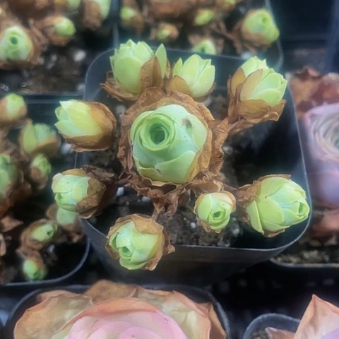 山地玫瑰2.3带盆土