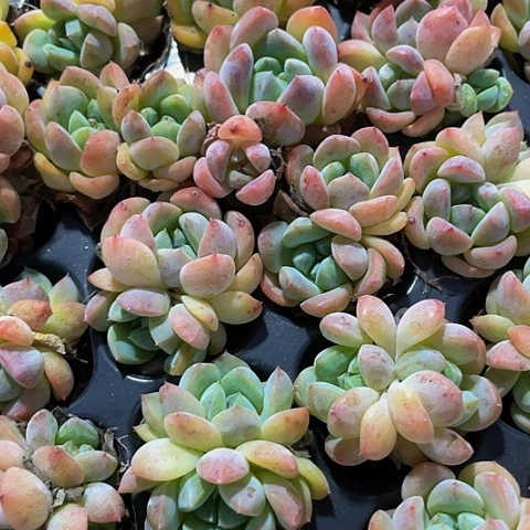 2颗一组双头K18带土