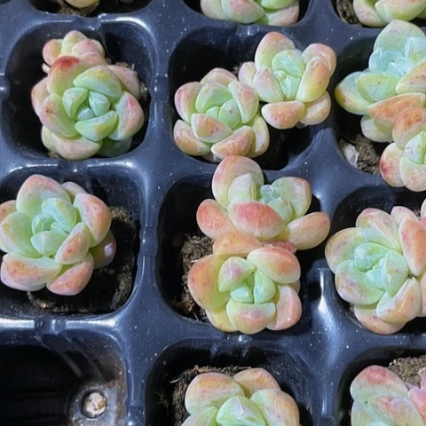 3颗一组黄白体小冰玉