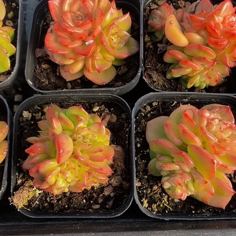 苹果花3.8带盆土