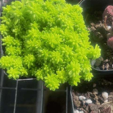 黄金草2.3带盆土