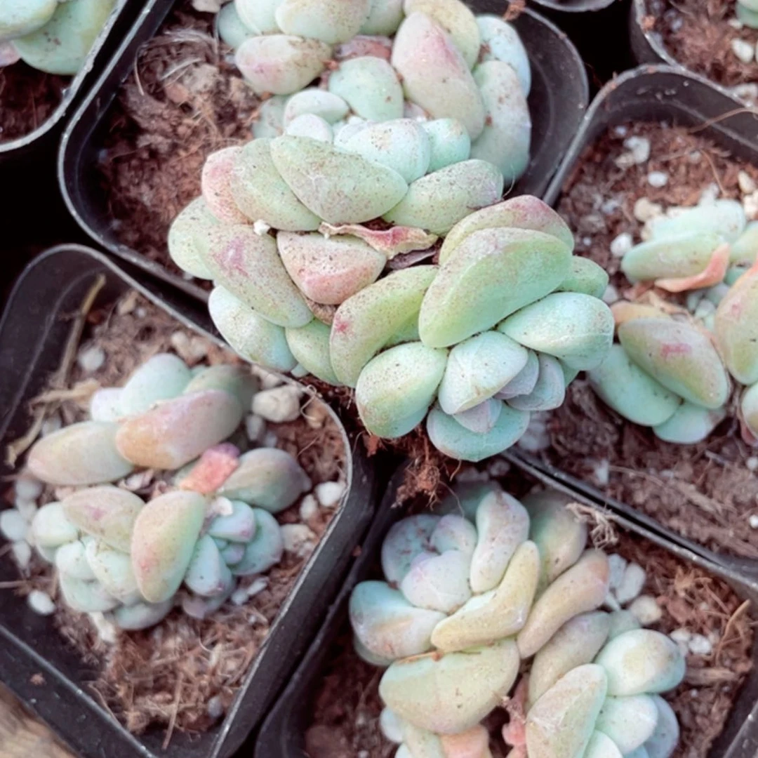 【闪购商品】三头6.5方珍妮冰玉