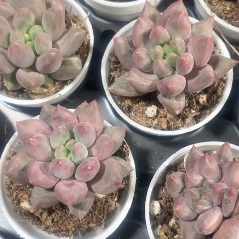 红蜻蜓圆盆带盆土