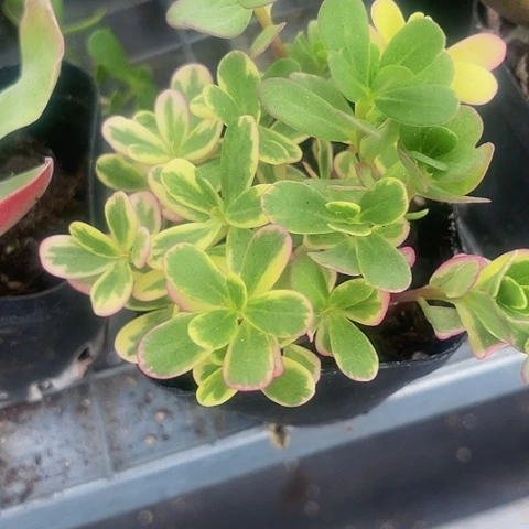 太阳花锦带盆土发