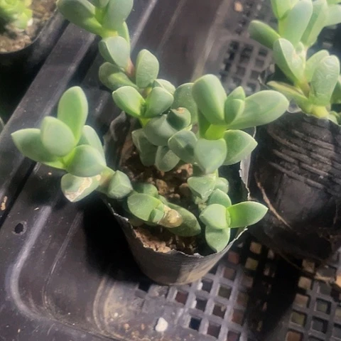 鹿角海棠1.8带盆土