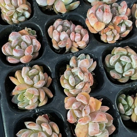 5颗一组小粉橙带土