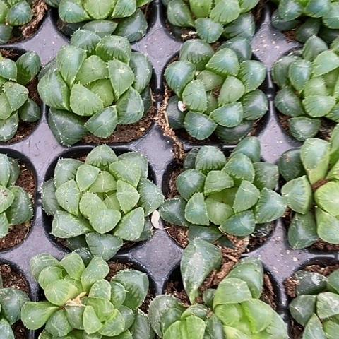 姬玉露1.5带土发