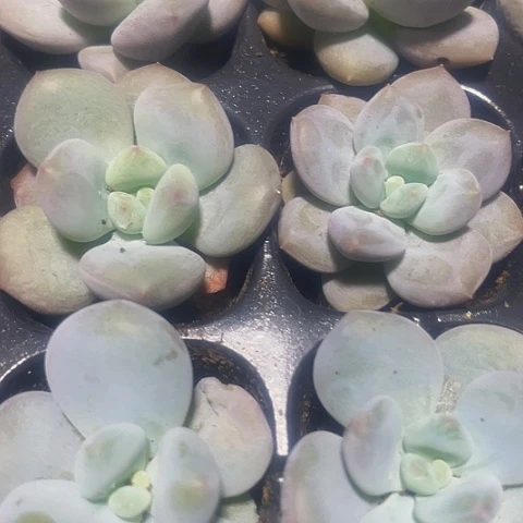 2颗一组小奶豆带土
