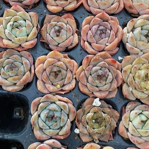 2颗一组小纯爱带土