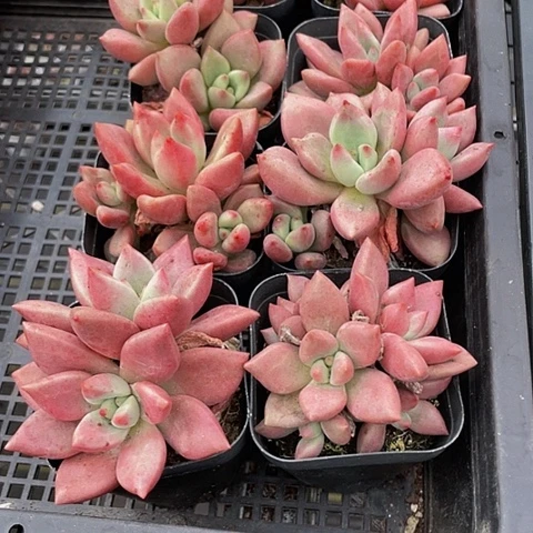 桃花源2.8带盆土发