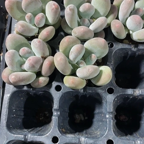 2颗一组小桃美人