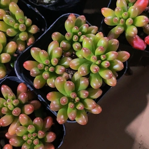 红之余2.8带盆土