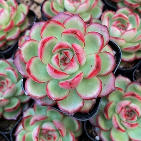 万宝龙2.8带盆土